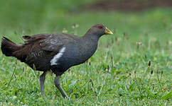 Gallinule de Tasmanie