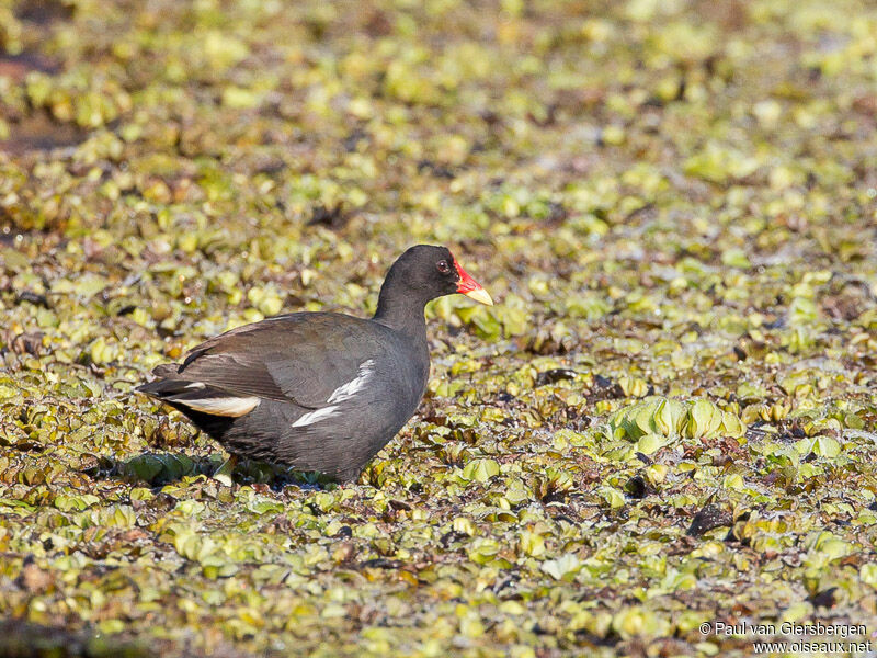 Gallinule poule-d'eauadulte