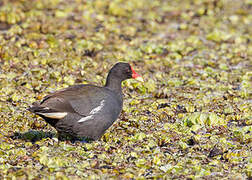 Gallinule poule-d'eau