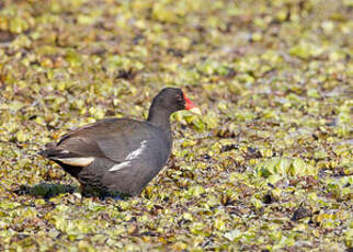 Gallinule poule-d'eau