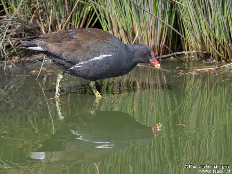 Gallinule poule-d'eauadulte