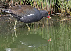 Common Moorhen