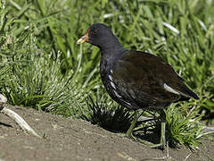 Gallinule poule-d'eau