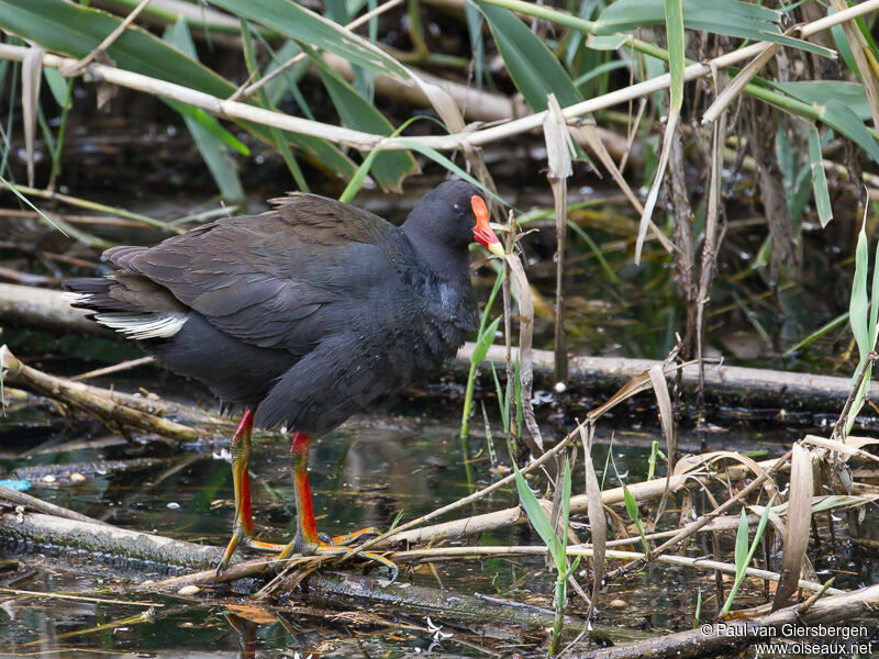 Gallinule sombre