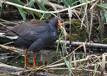 Gallinule sombre