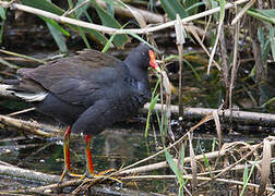 Gallinule sombre