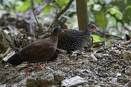 Sri Lanka Spurfowl