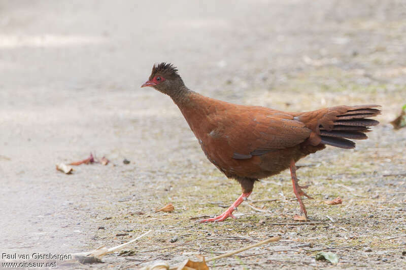 Red Spurfowl male adult, identification