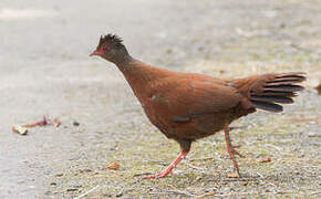 Red Spurfowl