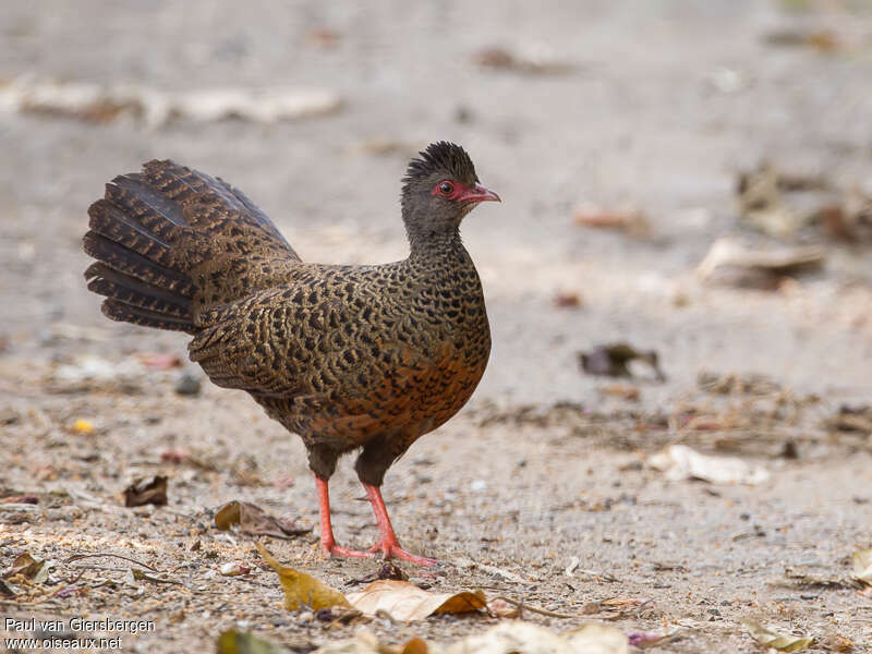 Red Spurfowl female adult, identification