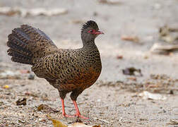 Red Spurfowl