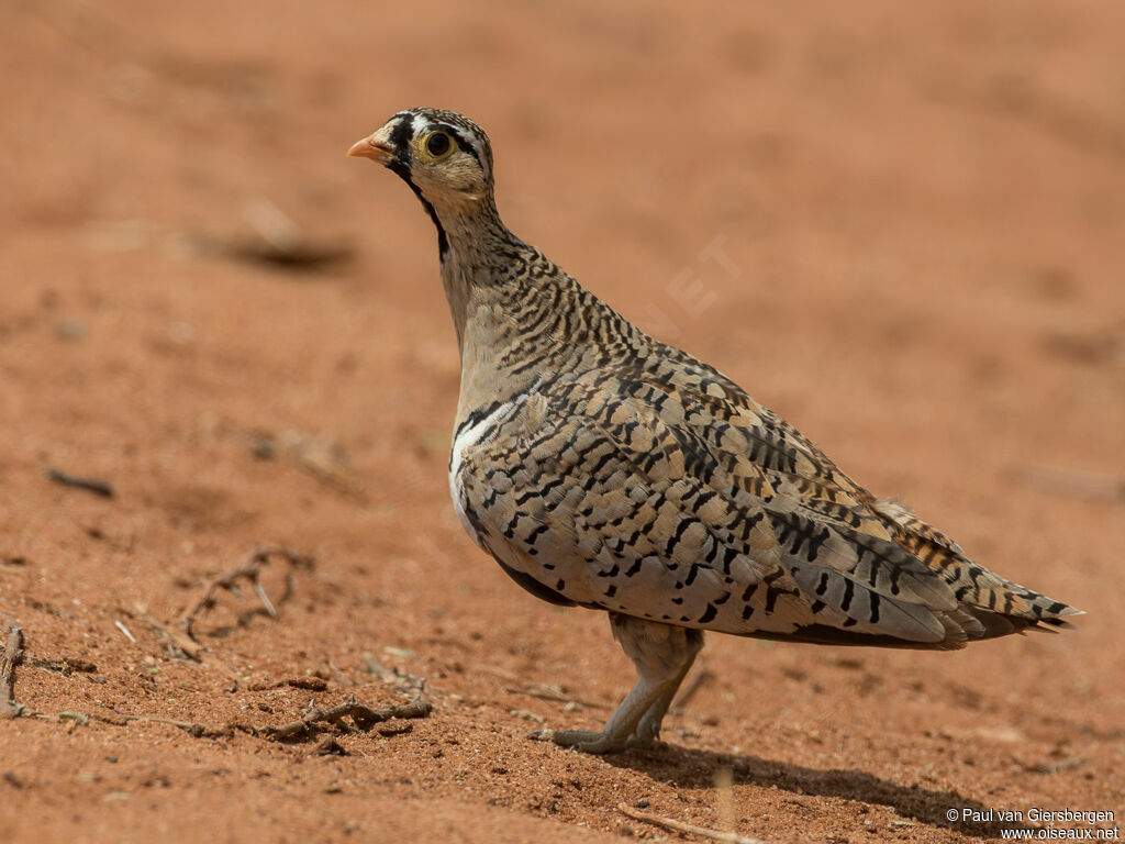 Black-faced Sandgrouse male adult