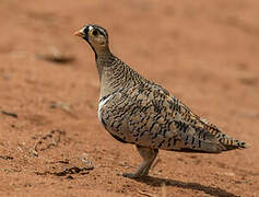 Black-faced Sandgrouse