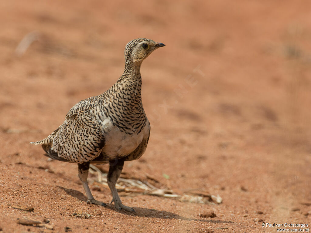 Black-faced Sandgrouse female adult