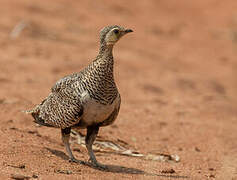 Black-faced Sandgrouse