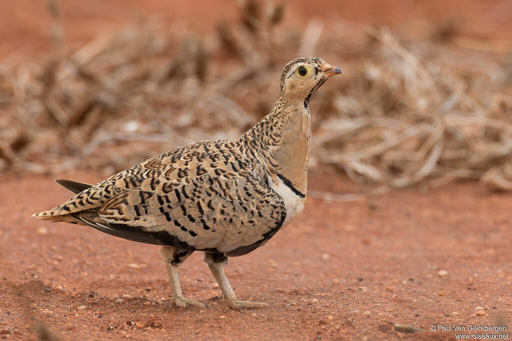 Black-faced Sandgrouse female adult