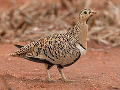 Black-faced Sandgrouse