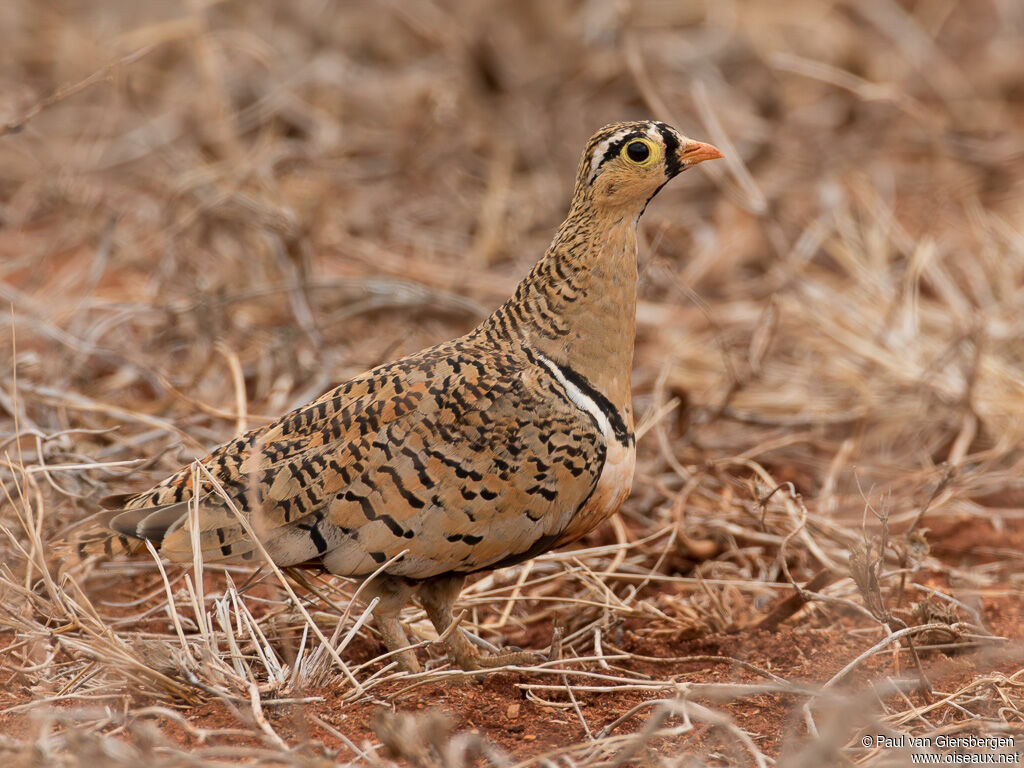 Black-faced Sandgrouse male adult