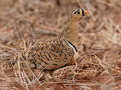 Black-faced Sandgrouse