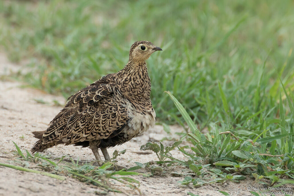 Black-faced Sandgrouse female adult