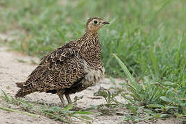 Black-faced Sandgrouse