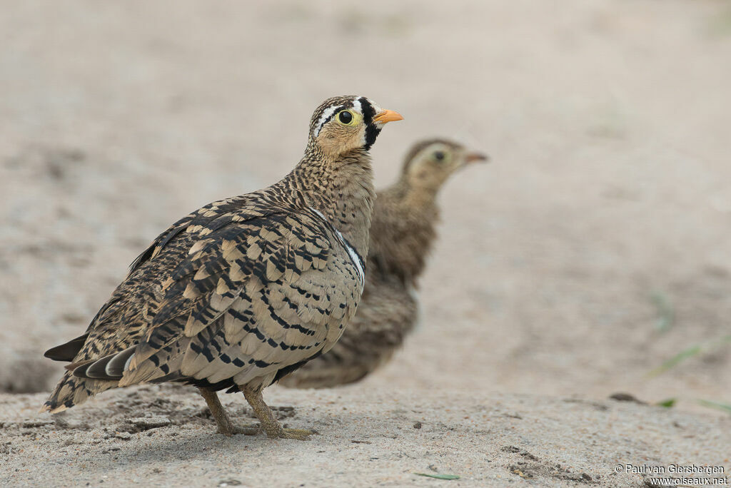 Black-faced Sandgrouse male adult