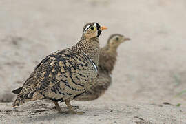 Black-faced Sandgrouse