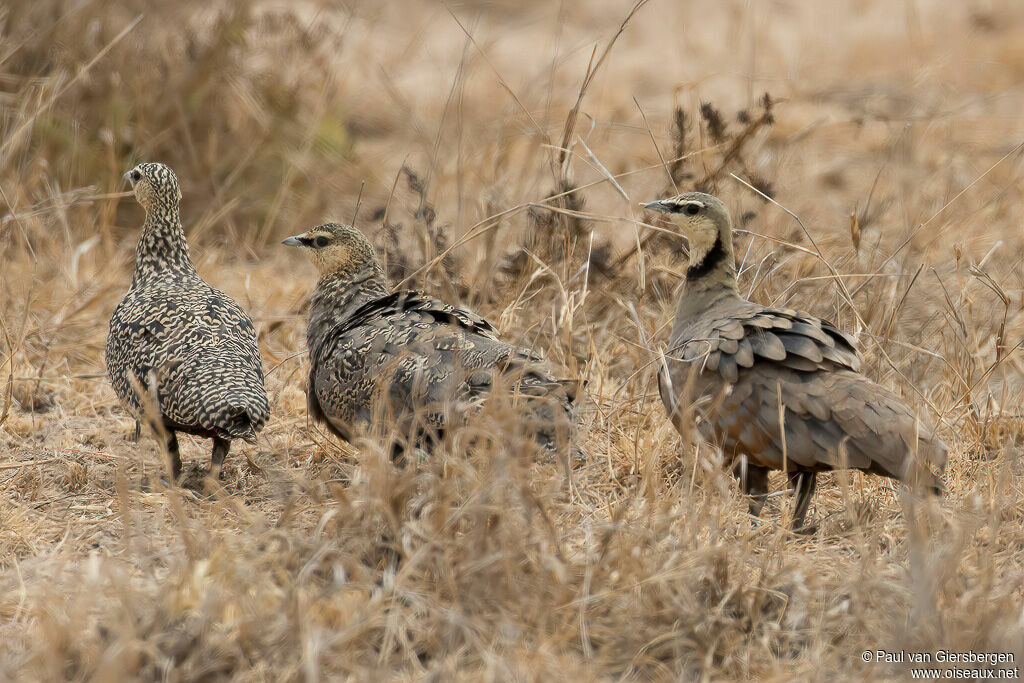 Yellow-throated Sandgrouse