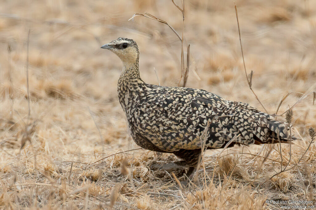 Yellow-throated Sandgrouse female adult