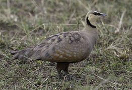 Yellow-throated Sandgrouse