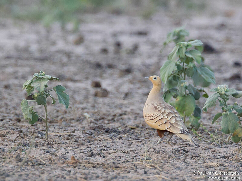 Chestnut-bellied Sandgrouse male adult