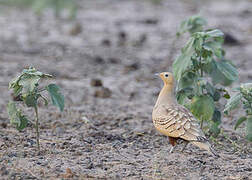 Chestnut-bellied Sandgrouse