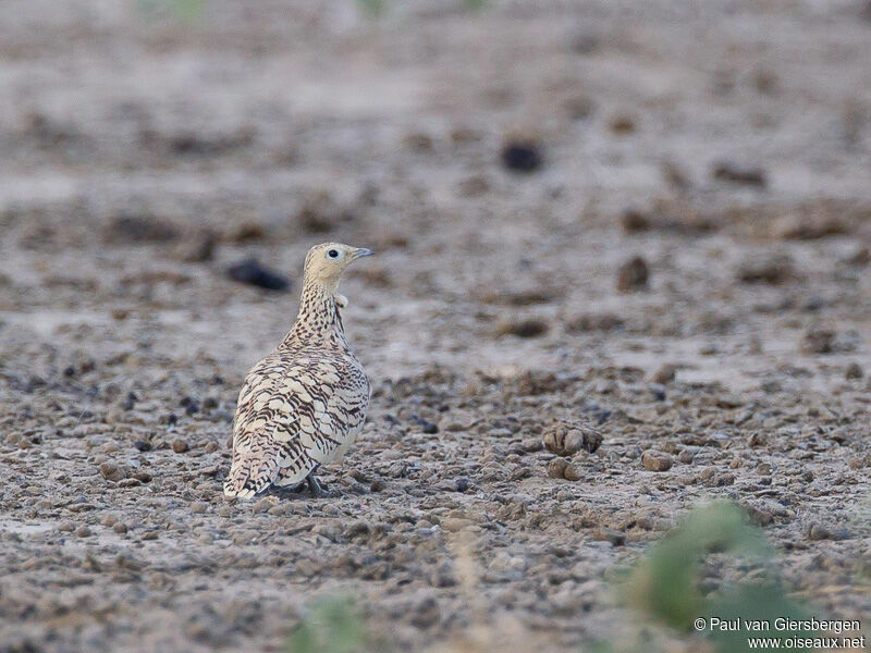 Chestnut-bellied Sandgrouse female adult