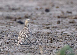 Chestnut-bellied Sandgrouse