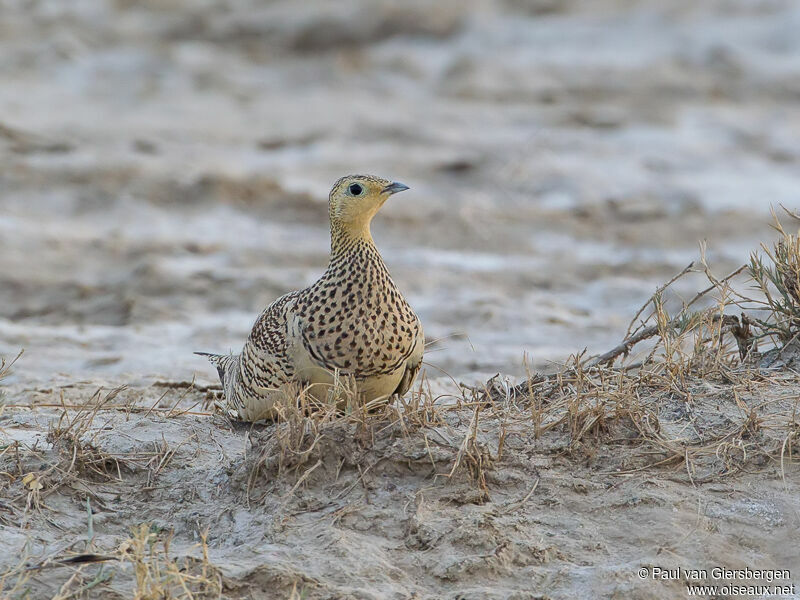 Chestnut-bellied Sandgrouse female adult