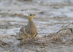 Chestnut-bellied Sandgrouse