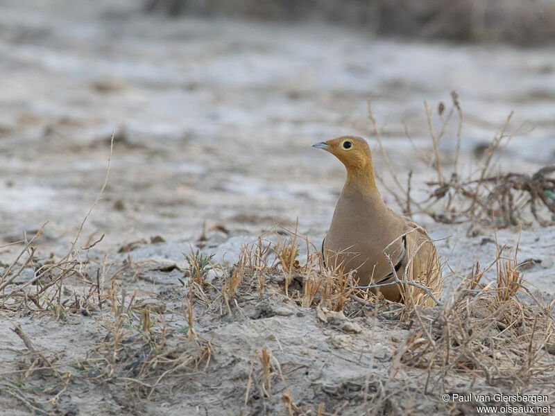 Chestnut-bellied Sandgrouse male adult