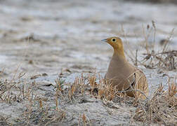 Chestnut-bellied Sandgrouse