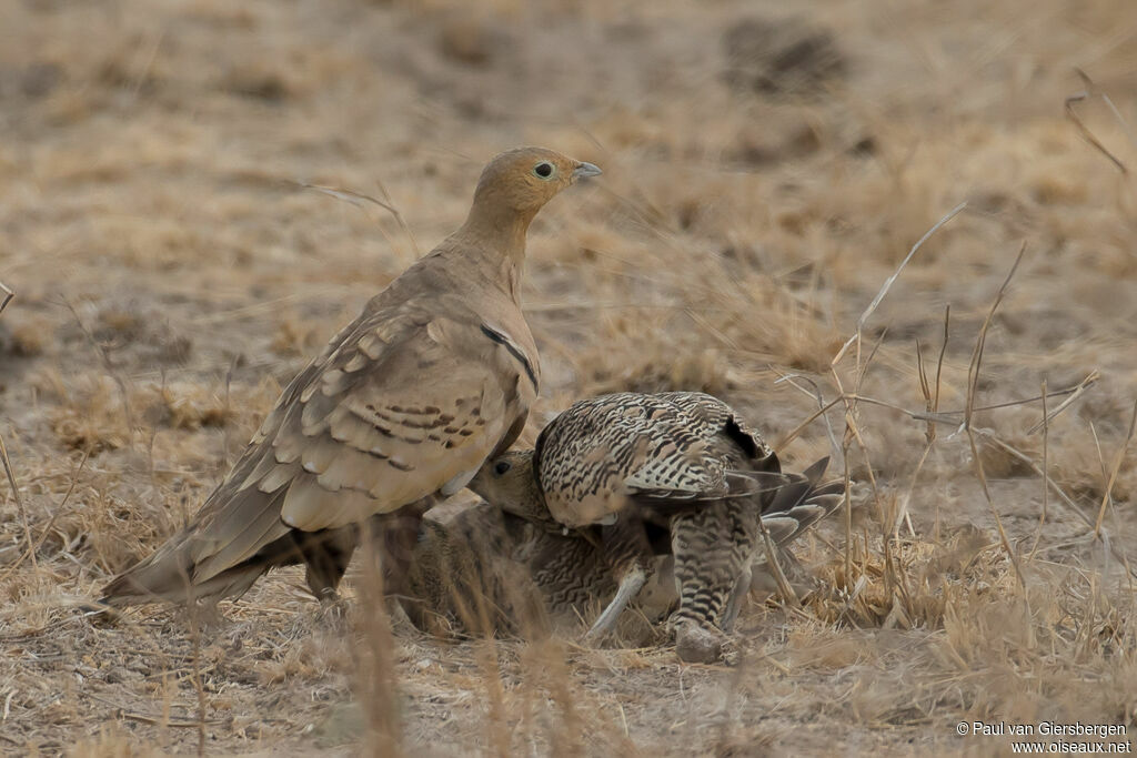 Chestnut-bellied Sandgrouse