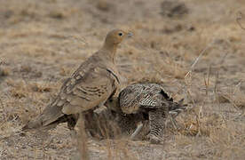 Chestnut-bellied Sandgrouse