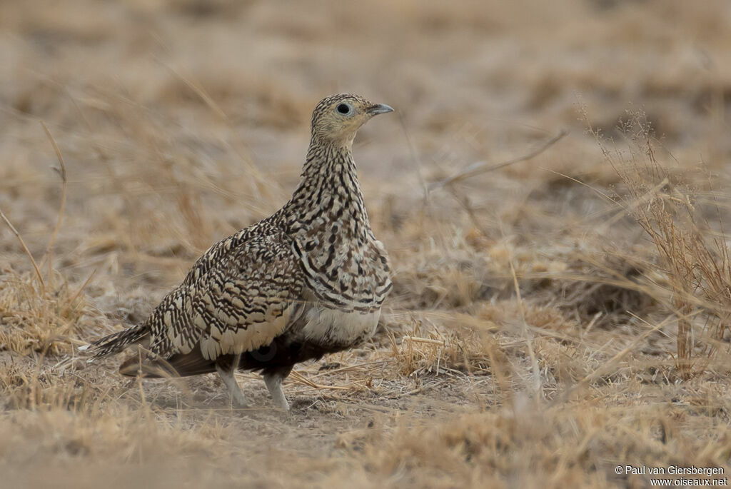 Chestnut-bellied Sandgrouse female adult