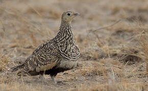 Chestnut-bellied Sandgrouse