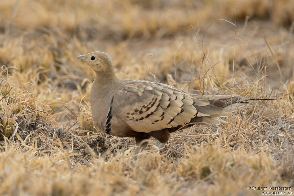 Chestnut-bellied Sandgrouse male adult