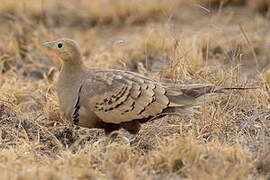 Chestnut-bellied Sandgrouse