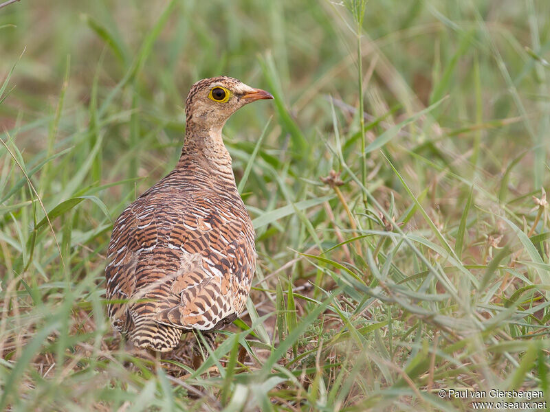 Double-banded Sandgrouse