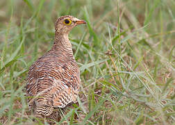 Double-banded Sandgrouse