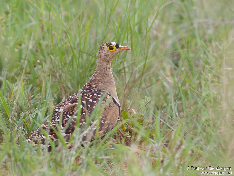Double-banded Sandgrouse