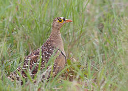 Double-banded Sandgrouse