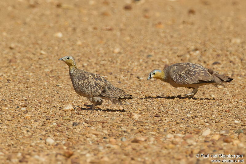 Crowned Sandgrouse