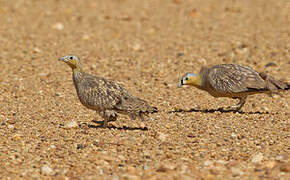 Crowned Sandgrouse